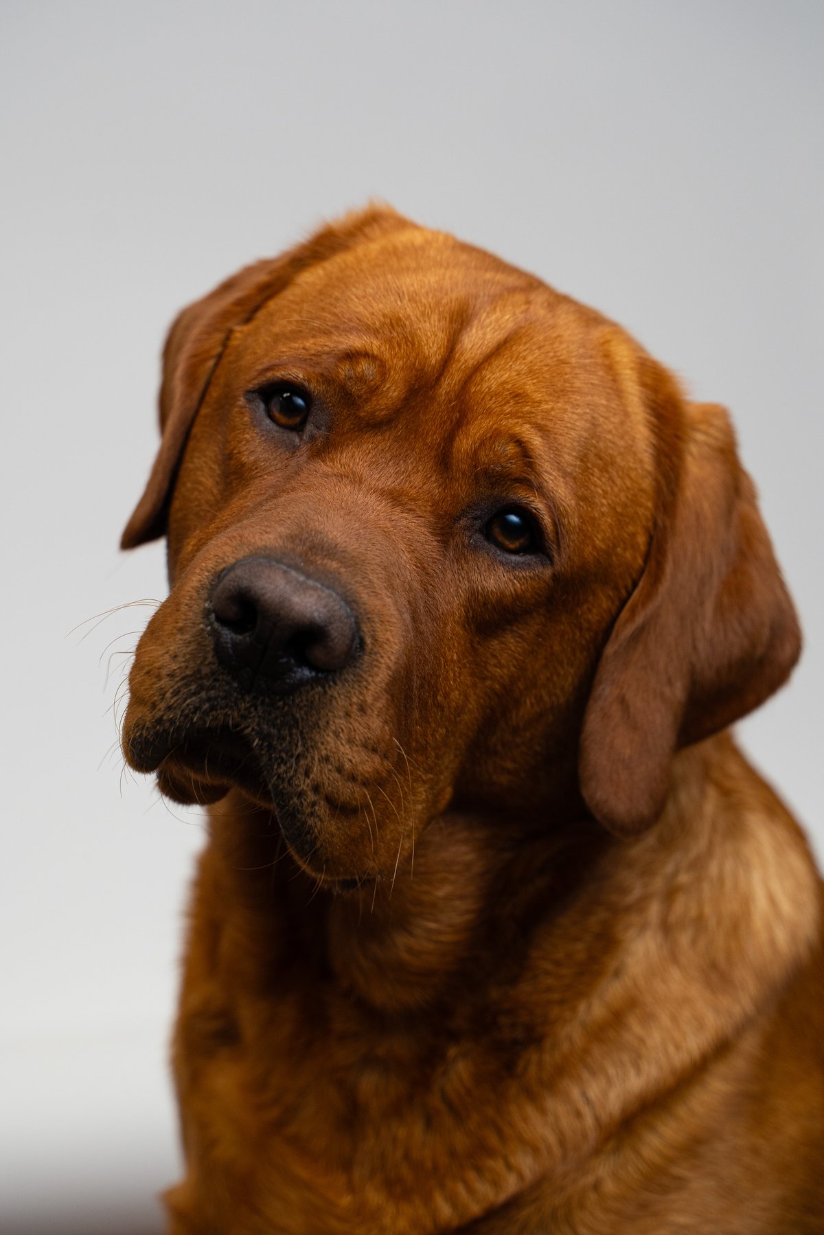 Hank, Chief Paw-ject Manager, Trinity Homes Remodeling